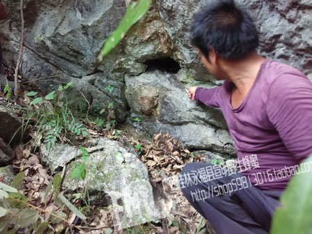 野生蜜蜂9月特别凶，主动攻击人群